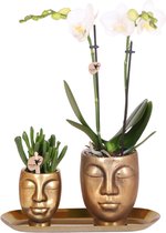 Kolibri Company - Set d'orchidées blanches et succulentes sur plateau doré - frais du producteur