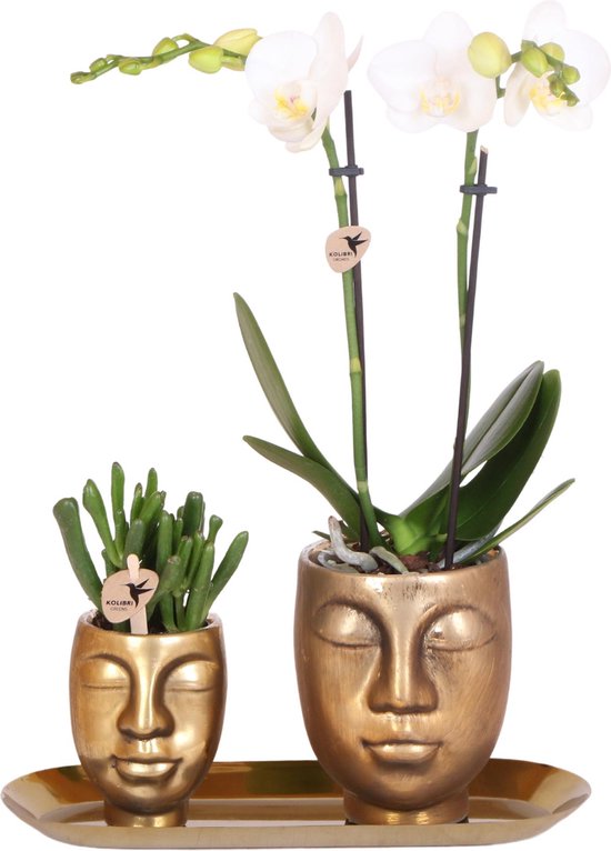 Kolibri Company Kit Plantes Star Fish - Orchidée Phalaenopsis Blanche & Succulente En Pots Céramique Avec Plateau Blanc