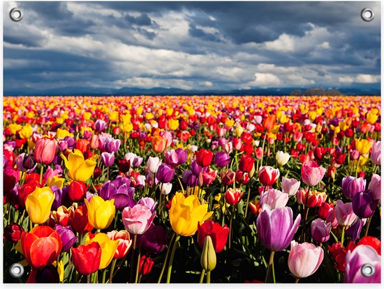 Tuinposter Kleurrijk Tulpenveld