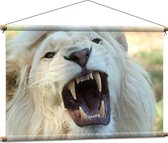 WallClassics - Affiche Textile - Lion Mâle Witte Rugissant - 90x60 cm Photo sur Textile