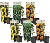 Plant in a Box - Citrus Mix - Set de 6 - Agrumes fruitiers - Citrus lime, calamondin, limon - Pot 9cm - Hauteur 25-40cm