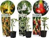 Plant in a Box - Mix van 3 Brugmansia - Trompetvormige bloemen - Verschillende kleuren - Pot 9cm - Hoogte 25-40cm