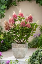 Plant in a Box - Hydrangea paniculata 'Pinky Winky' - Set van 2 - Roze pluimhortensia winterhard - Pot 19cm - Hoogte 25-40cm