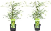 Plant in a Box - Acer palmatum 'Emerald Lace' - Japanse esdoorn winterhard - Pot 19cm - Hoogte 60-70cm