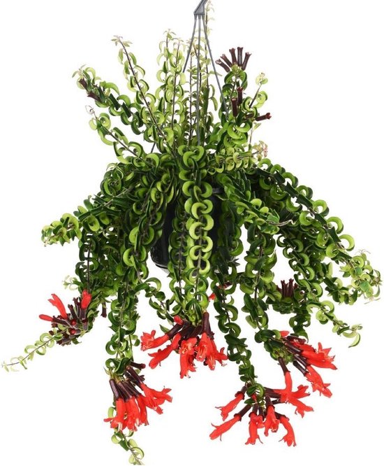 Plant in a Box - Aeschynantus Twister - Bijzondere hangplant - Kamerplant met rode bloemen - Pot 15cm - Hoogte 20-30cm