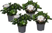 Bol.com Plant in a Box - Gardenia Jasminoides - Set van 4 - Onderhoudsvrije bloeiende kamerplant - Witte bloemen - Pot 13cm - Ho... aanbieding