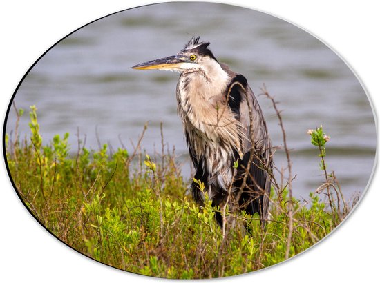 WallClassics - Dibond Ovaal - Reiger tussen de Planten - 40x30 cm Foto op Ovaal (Met Ophangsysteem)