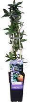 Hello Plants Passiflora Caerulea Passiebloem - Klimplant - Ø 15 cm - Hoogte: 65 cm