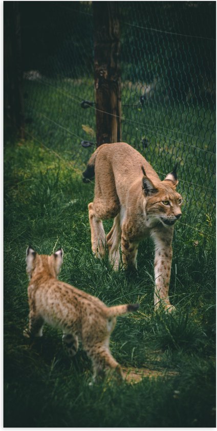 WallClassics - Poster (Mat) - Baby Lynx met Moeder achter Hek - 50x100 cm Foto op Posterpapier met een Matte look
