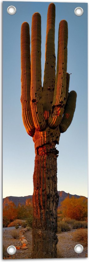 WallClassics - Tuinposter – Zon Schijnt op Cactus - 20x60 cm Foto op Tuinposter (wanddecoratie voor buiten en binnen)