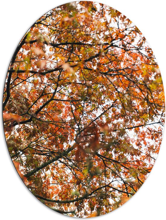 Dibond Ovaal - Herfst Bladeren in een Boom - 81x108 cm Foto op Ovaal (Met Ophangsysteem)