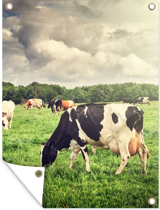 Tableau jardin Vaches - Pâturage - Nature - Animaux - Paysage - 60x80 cm - Poster jardin