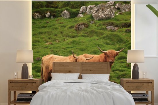 Behang - Fotobehang Schotse hooglander familie - Breedte 260 cm x hoogte 260 cm