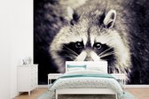 Behang - Fotobehang Wasbeer kijkt in camera - Breedte 415 cm x hoogte 300 cm