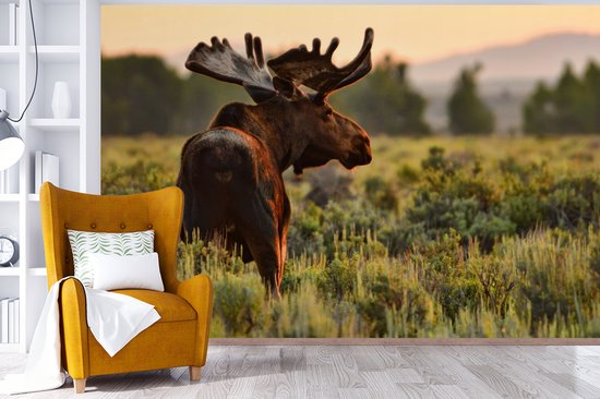 Papier peint Papier peint photo en vinyle - Elk in Wyoming largeur 420 cm x hauteur 280 cm - Tirage photo sur papier peint (disponible en 7 tailles)