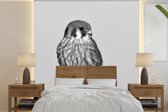 Behang - Fotobehang Amerikaanse torenvalk - zwart wit - Breedte 350 cm x hoogte 350 cm