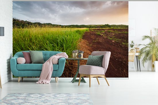 La citronnelle saine pousse à l'état sauvage dans les régions rurales de la Jamaïque papier peint photo vinyle 360x240 cm - Tirage photo sur papier peint