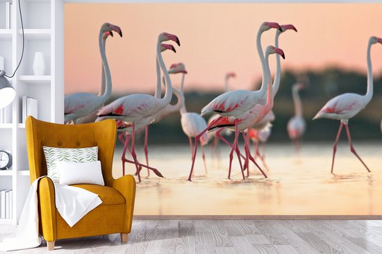 Flamants roses au coucher du soleil 330x220 cm