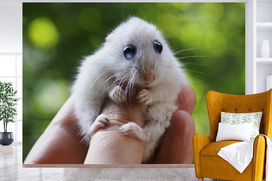 Papier peint - Papier peint Papier peint photo - Hamster aux grands yeux se tenant bien - Largeur 385 cm x hauteur 280 cm