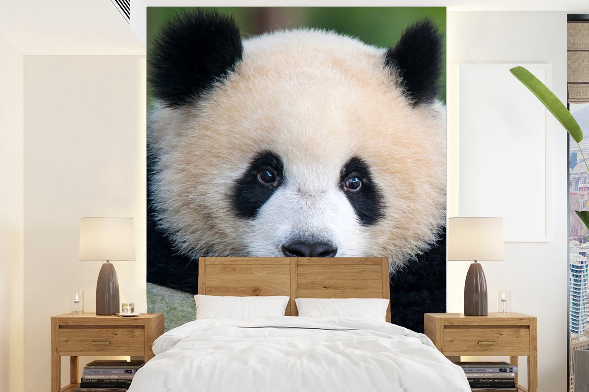 Behang - Fotobehang Panda - Wilde dieren - Portret - Steen - Breedte 195 cm x hoogte 260 cm