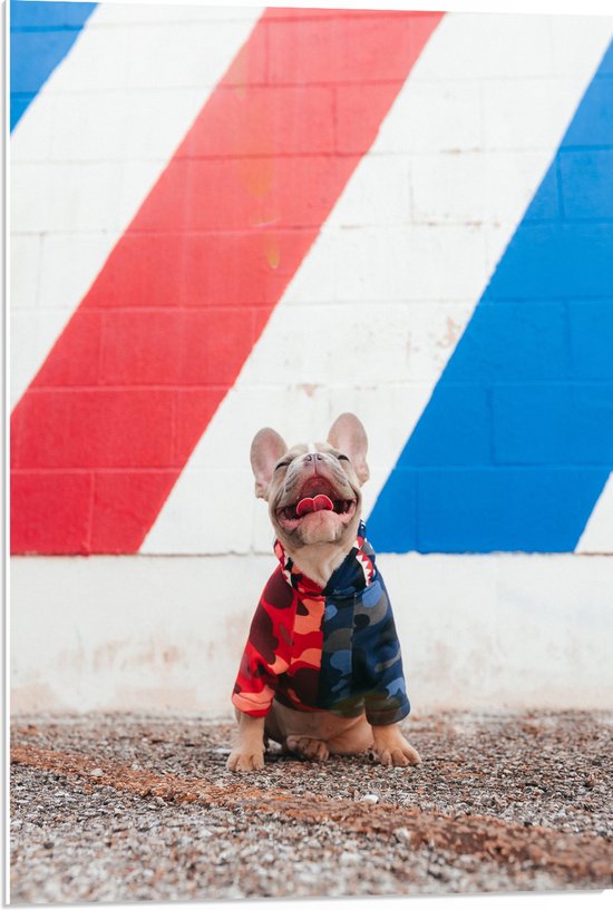 WallClassics - PVC Schuimplaat- Blije Hond met Trui en Kleurrijke Achtergrond - 50x75 cm Foto op PVC Schuimplaat