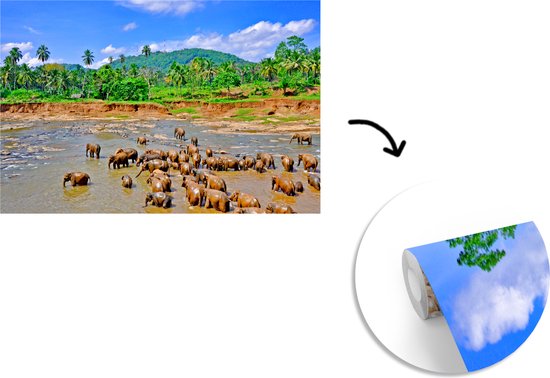 Vinyle Papier peint photo - Un groupe d'éléphants se baigner dans le flux Ma Oya dans Pinnawala sur Ceylan largeur 525 cm x hauteur 350 cm - impression sur le papier peint photo (disponible en 7 tailles)