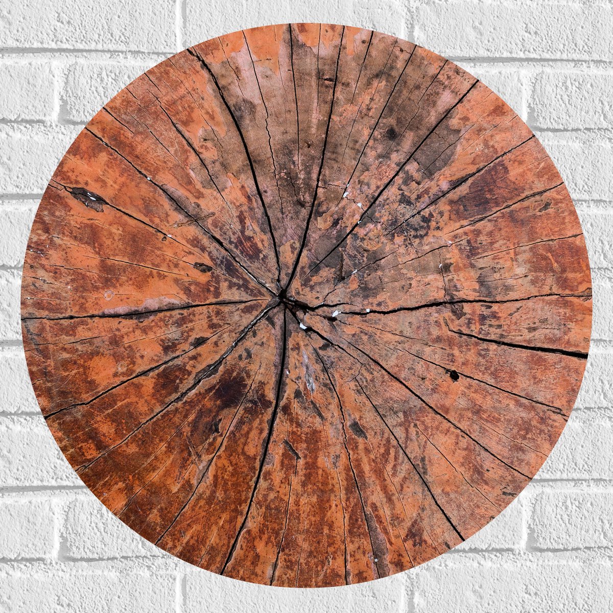 Muursticker Cirkel - Close-up van Textuur in Doorgesneden Boomstam - 60x60 cm Foto op Muur