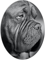 WallClassics - PVC Schuimplaat Ovaal - Kwijlende Hond (Zwart- wit) - 60x80 cm Foto op Ovaal (Met Ophangsysteem)