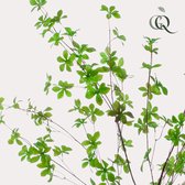 Kunstplant - Tropaeolum Speciosum - Oost Indische Kers - 150 cm