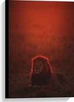 WallClassics - Toile - Lion couché aux reflets Oranje - Photo sur toile 40x60 cm (Décoration murale )