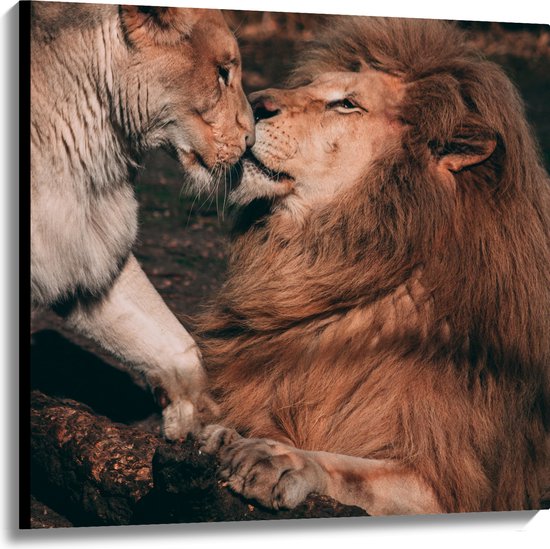 WallClassics - Canvas - Kussende Leeuwen en Leeuwin - 100x100 cm Foto op Canvas Schilderij (Wanddecoratie op Canvas)