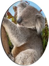 Dibond Ovaal - Slapende Koala op Takken met Bladeren - 30x40 cm Foto op Ovaal (Met Ophangsysteem)