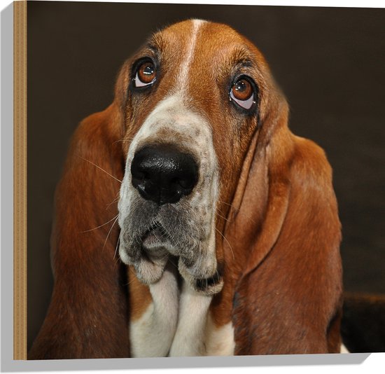 WallClassics - Bois - Basset Hound marron - 50x50 cm - 9 mm d'épaisseur - Photo sur bois (avec système de suspension)