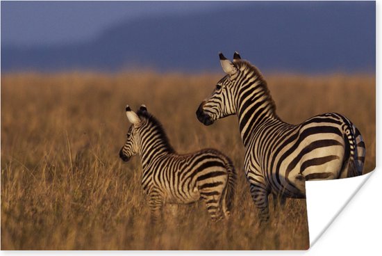 Poster Moeder en baby zebra