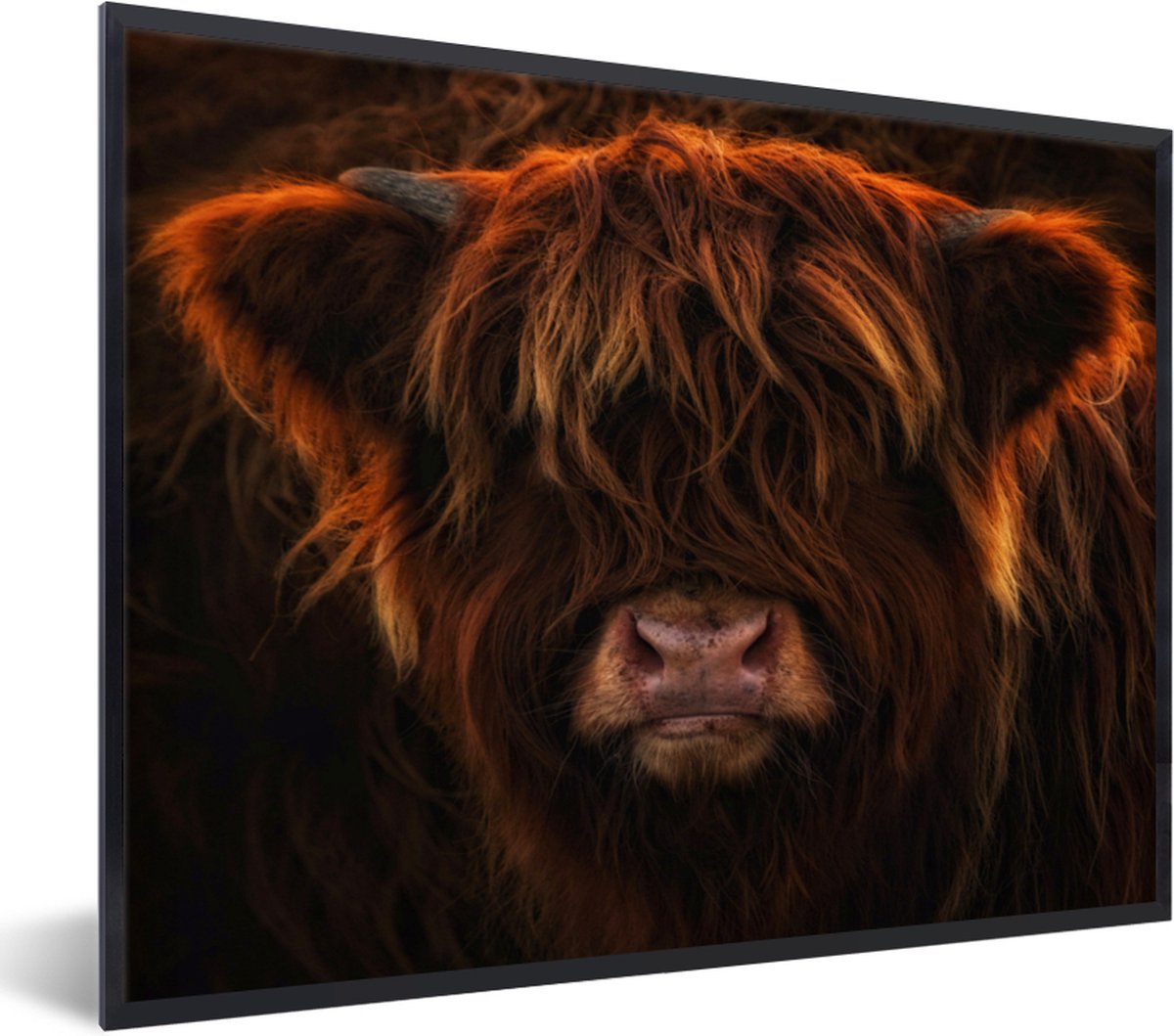 Fotolijst incl. Poster - Schotse hooglander - Licht - Dier - 80x60 cm - Posterlijst