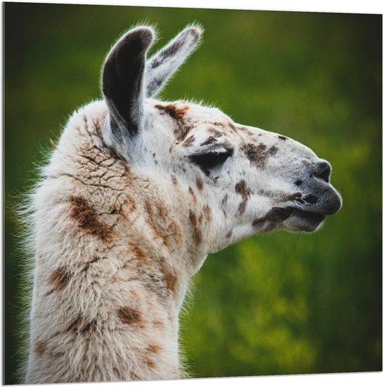 WallClassics - Acrylglas - Opzij kijkende Witte Lama met Bruine Vlekken - 100x100 cm Foto op Acrylglas (Wanddecoratie op Acrylaat)
