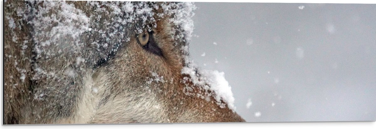 Dibond - Vlokken Sneeuw op Kop van Geconcentreerde Wolf - 90x30 cm Foto op Aluminium (Wand