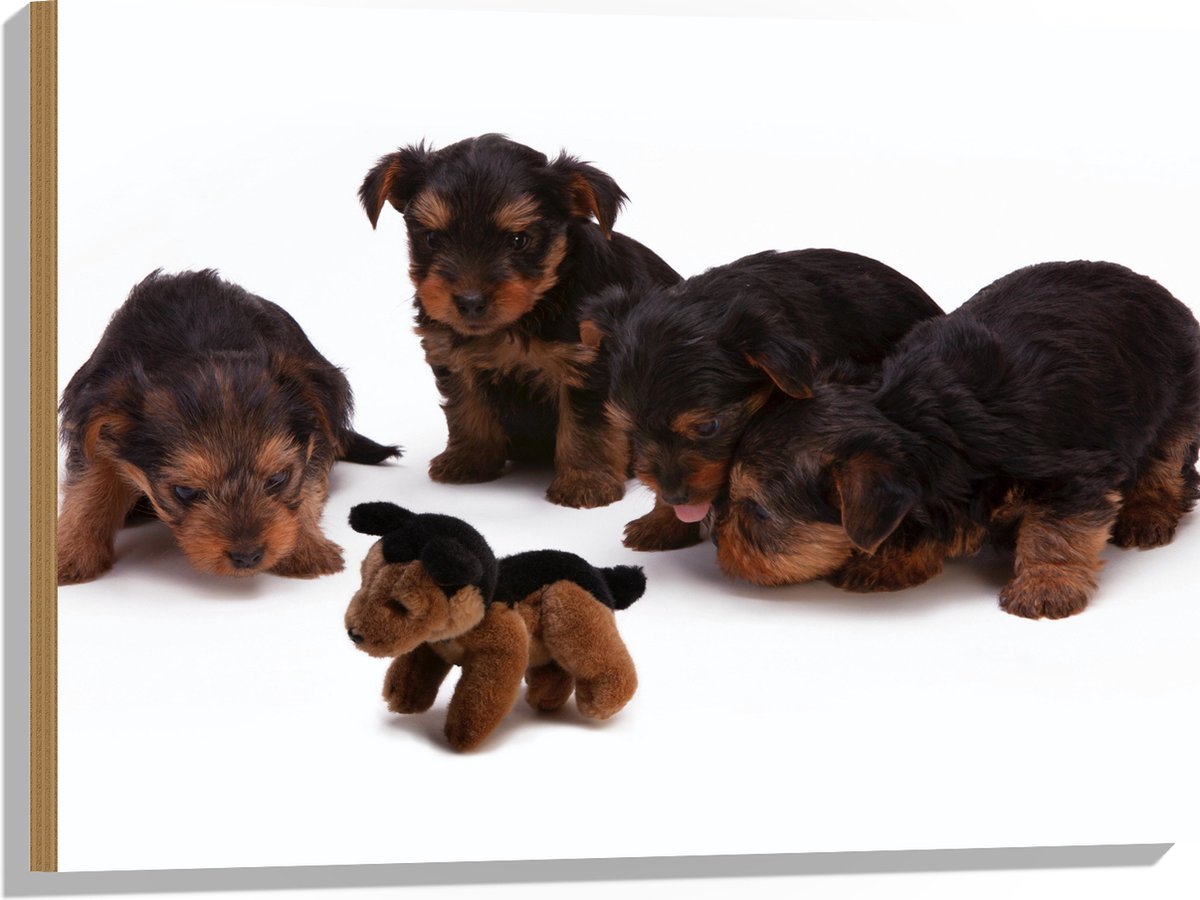 Hout - Vier Bruin met Zwarte Puppy's bij Soortgenoot Knuffel - 80x60 cm - 9 mm dik - Foto op Hout (Met Ophangsysteem)