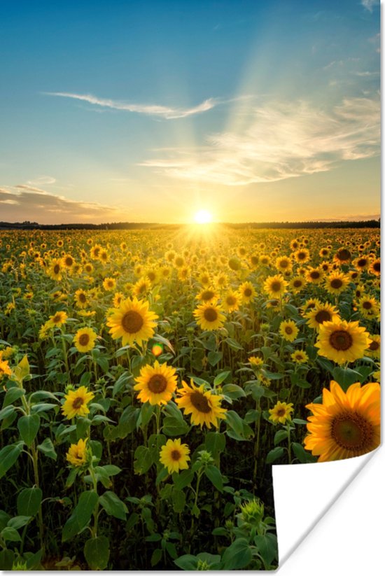 Poster Zonsondergang - Bloemen - Zonnebloem - Horizon - Landschap - 40x60 cm