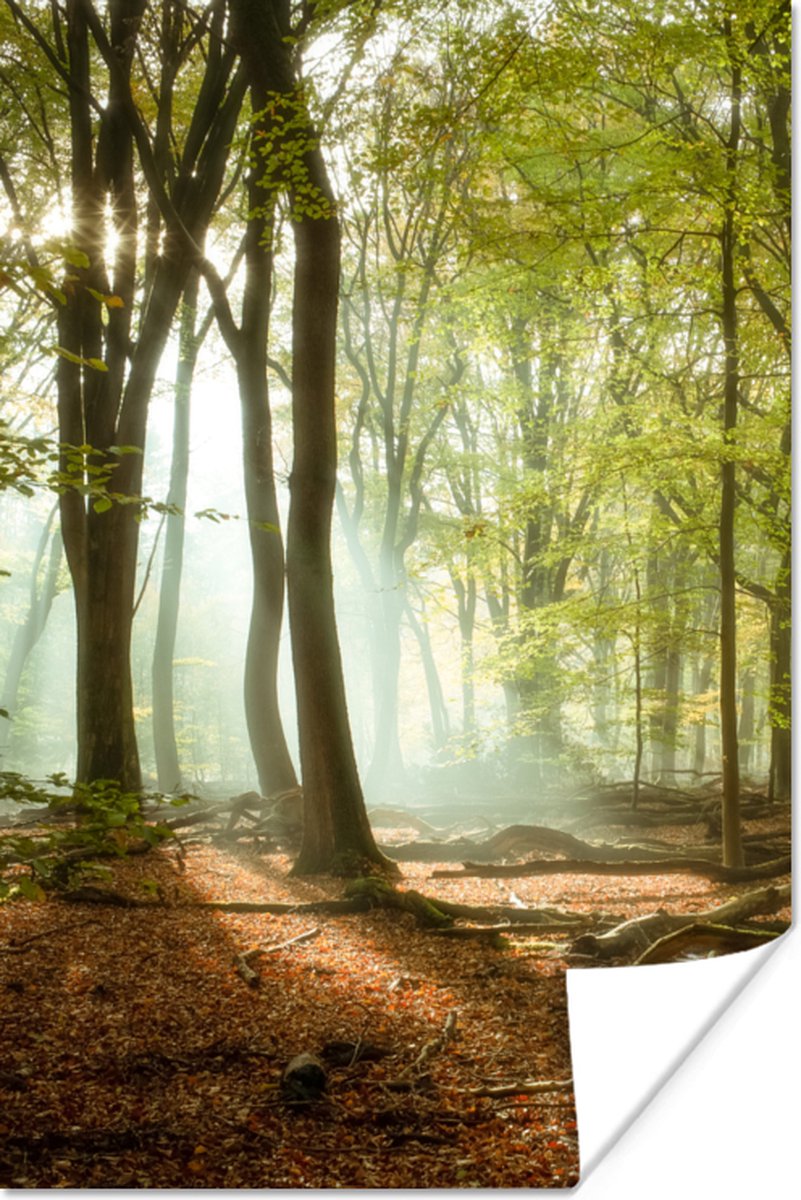 Poster Bos - Zon - Seizoenen - Landschap - 40x60 cm