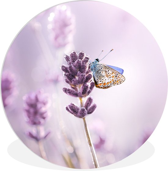 Écusson Papillon Dentelle Turquoise