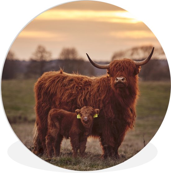 Schotse hooglander met kalf bij zonsondergang, met gele oormerken.