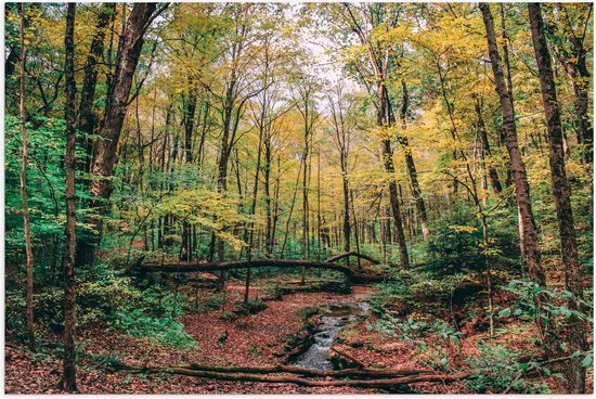 WallClassics - Poster (Matte) - Fallen Trees Over River - 75x50 cm Photo sur papier affiche avec un aspect mat