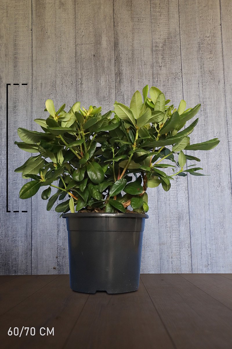 Plants Online - Haagplanten - Rhododendron 'Scintillation' - Pot 60-70 cm - set van 10 - Wintergroen - Zeer winterhard - Bloeiende plant - Groeit breed uit