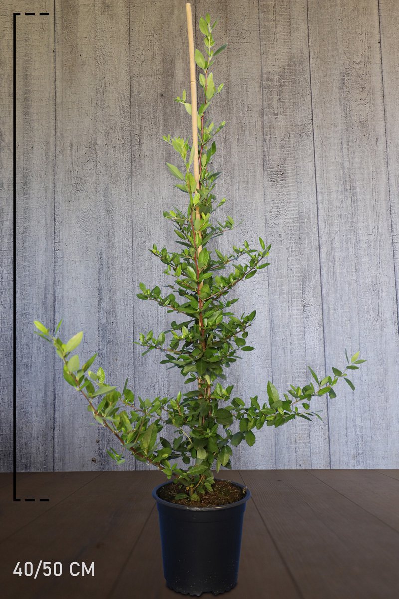 Plants Online - Haagplanten - Vuurdoorn 'Red Column' - Pot 40-50 cm - set van 10 - Populair bij vogels - Vruchtdragend - Wintergroen - Bloeiende plant - Inbraakwerend