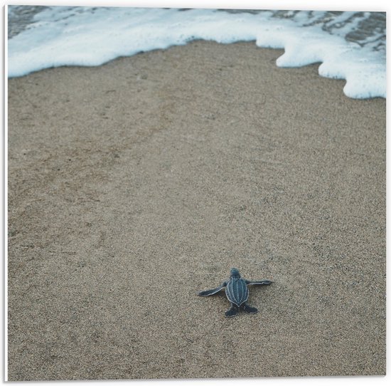 WallClassics - PVC Schuimplaat- Kleine Baby Schildpad op het Strand - 50x50 cm Foto op PVC Schuimplaat