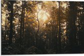 WallClassics - Dibond - Schemer in het Bos - 75x50 cm Foto op Aluminium (Met Ophangsysteem)