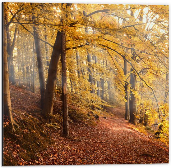 WallClassics - Dibond - Zonnestralen tussen Herfstbos - 50x50 cm Foto op Aluminium (Met Ophangsysteem)