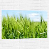 WallClassics - Muursticker - Jong Tarwe Gras - 105x70 cm Foto op Muursticker