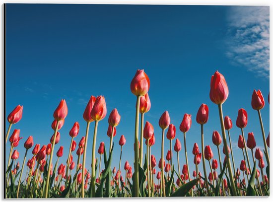 WallClassics - Dibond - Onderaanzicht van Roze Tulpenveld - 40x30 cm Foto op Aluminium (Wanddecoratie van metaal)